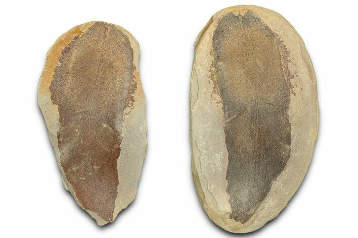 Macroneuropteris Fern Fossil Pos/Neg - Mazon Creek #325828